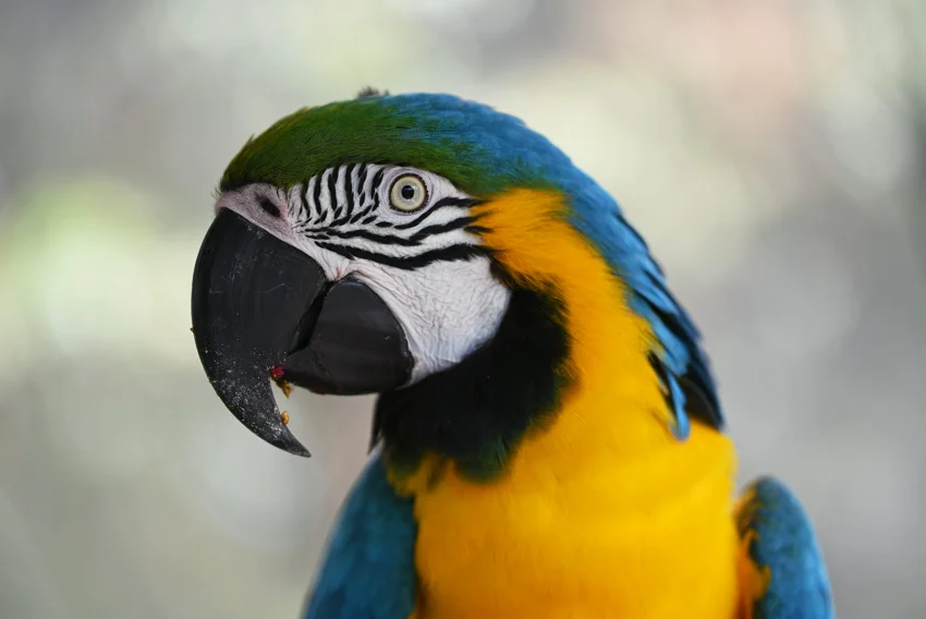 Blue and yellow macaw
