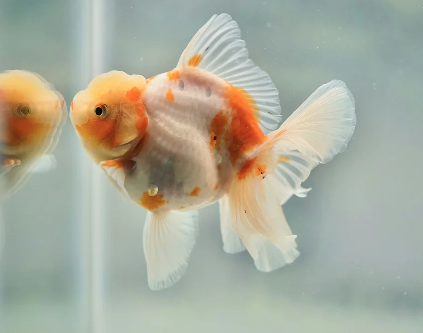 Goldfish