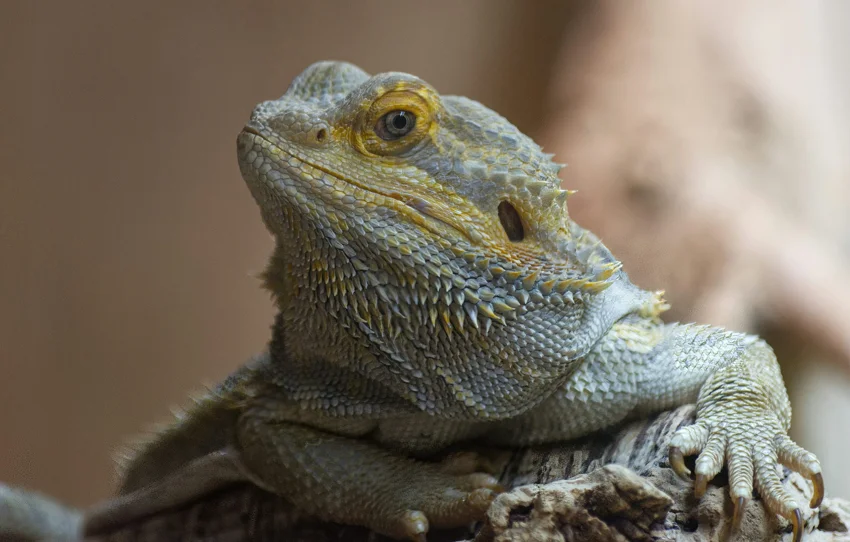 Bearded dragon