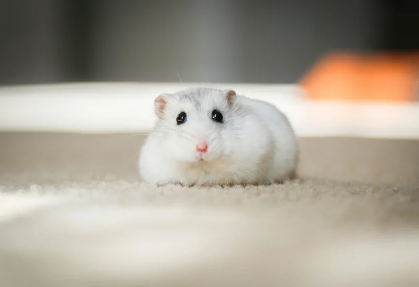 Hamster